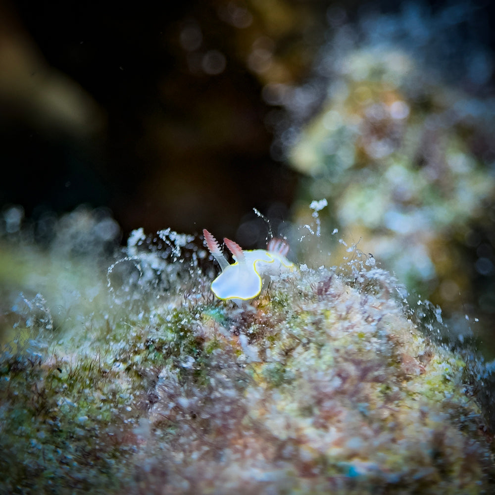 Macro Lens Underwater Close-up Lens +15