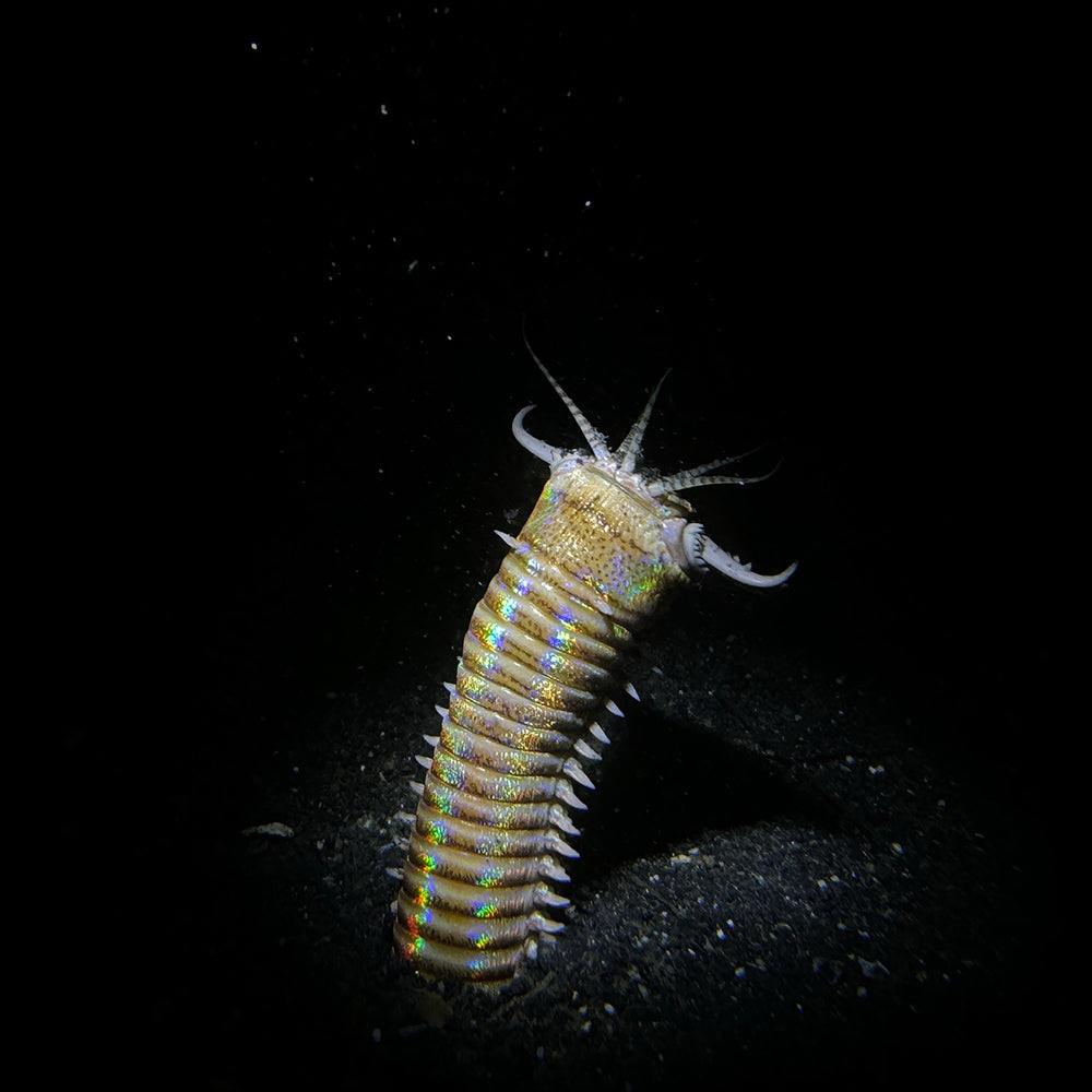 Snoot For SL20 Underwater Diving Light