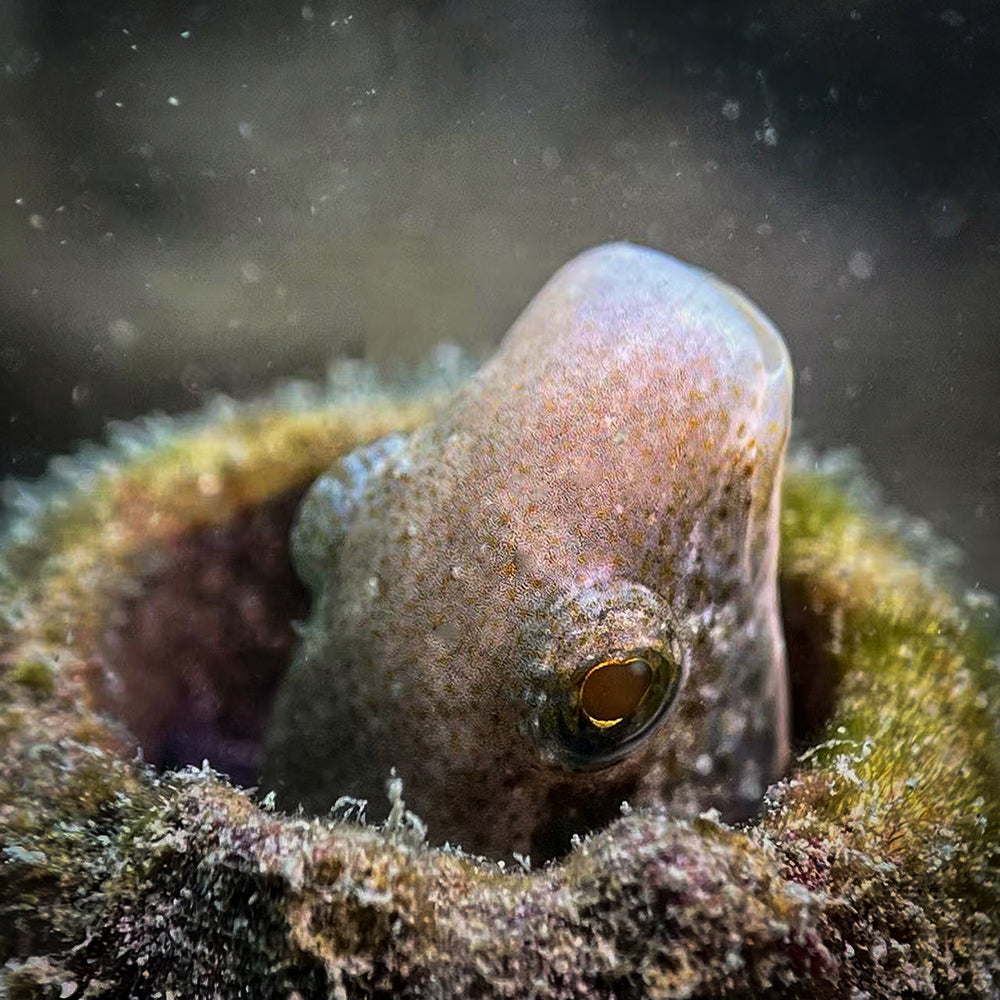 Macro Lens Underwater Close-up Lens +15