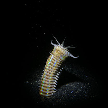 Snoot For SL20 Underwater Diving Light