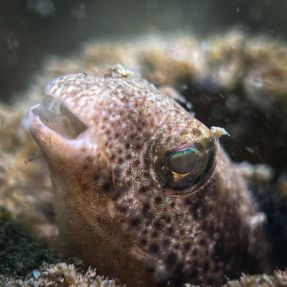 Macro Lens Underwater Close-up Lens +15